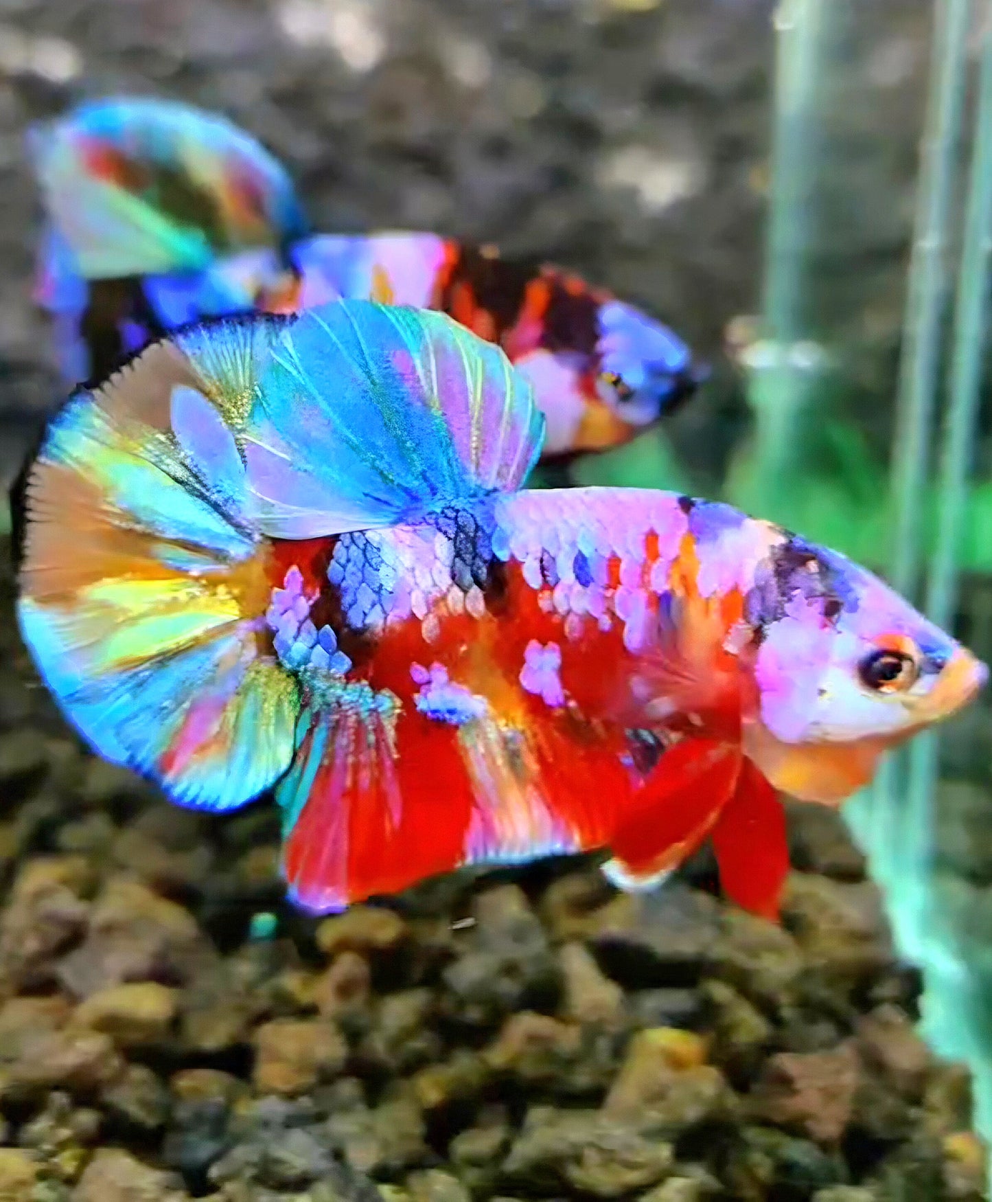 PLAKAT RAINBOW GALAXY MULTICOLOR BETTA FISH