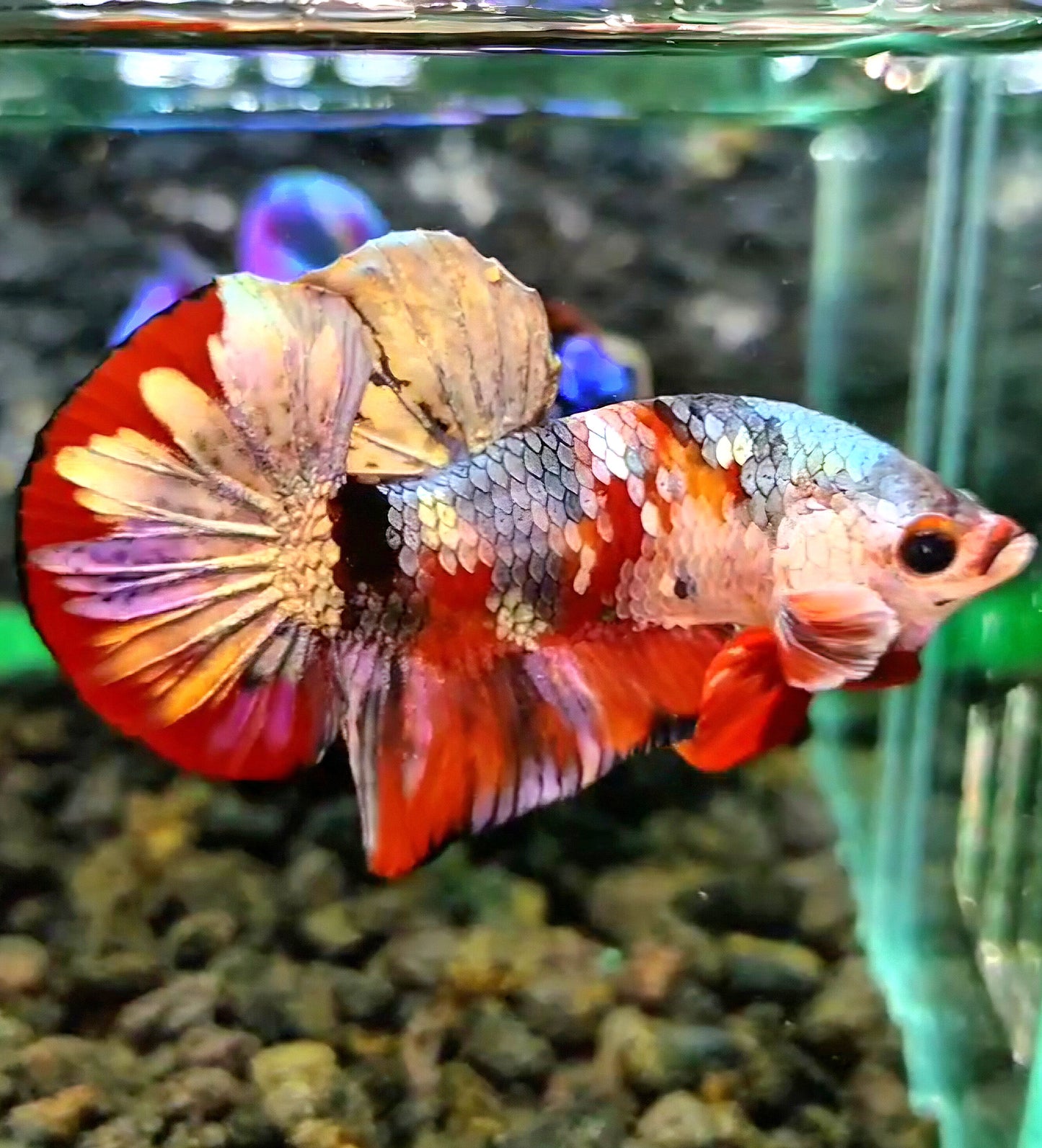 PLAKAT RED COPPER FANCY GALAXY BETTA FISH