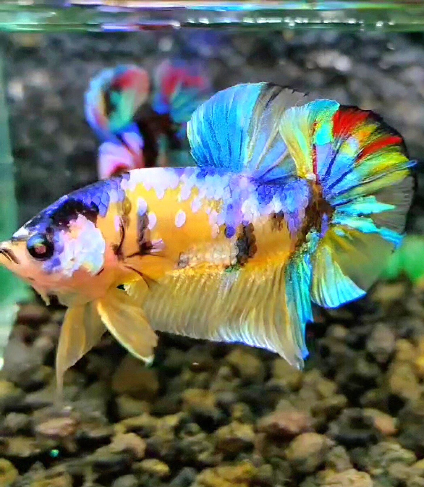 PLAKAT GALAXY MULTICOLOR BETTA FISH