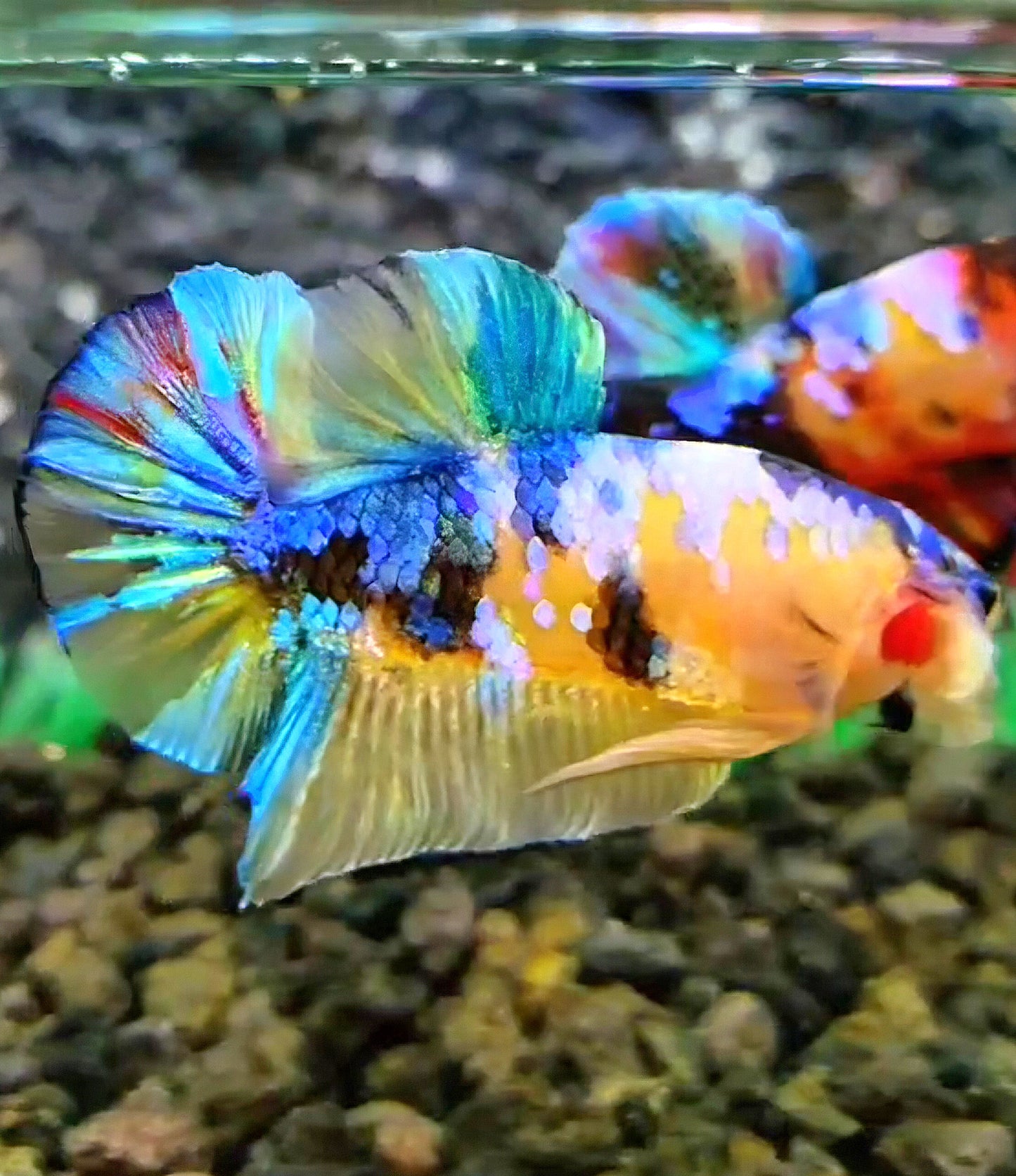 PLAKAT GALAXY MULTICOLOR BETTA FISH