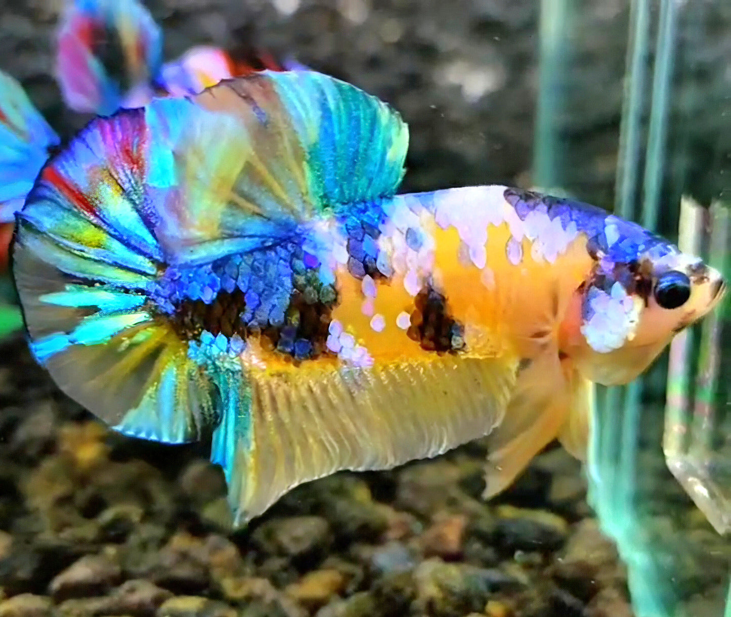 PLAKAT GALAXY MULTICOLOR BETTA FISH