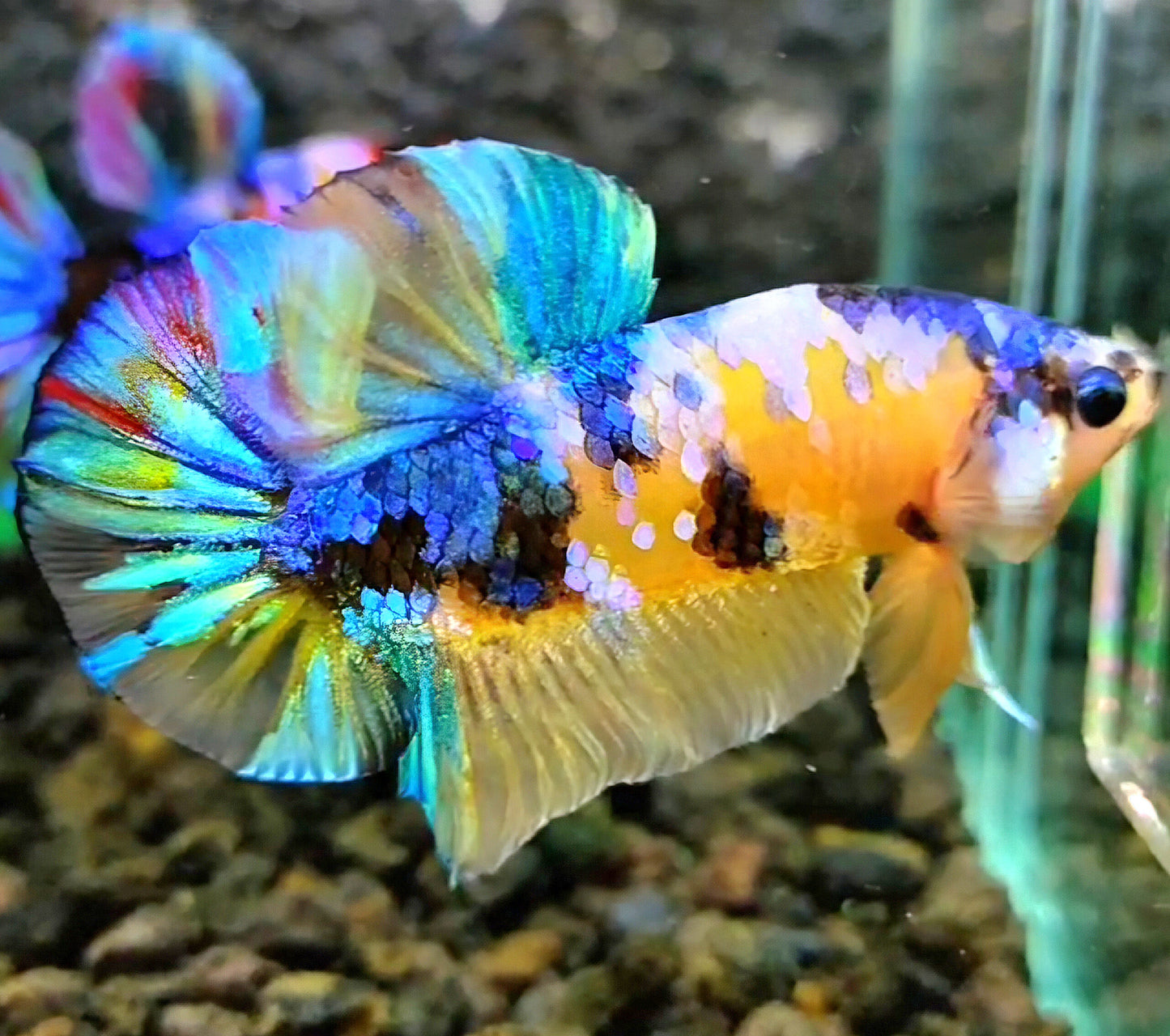 PLAKAT GALAXY MULTICOLOR BETTA FISH