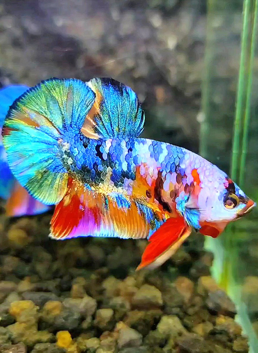 PLAKAT RAINBOW FANCY GALAXY MULTICOLOR BETTA FISH