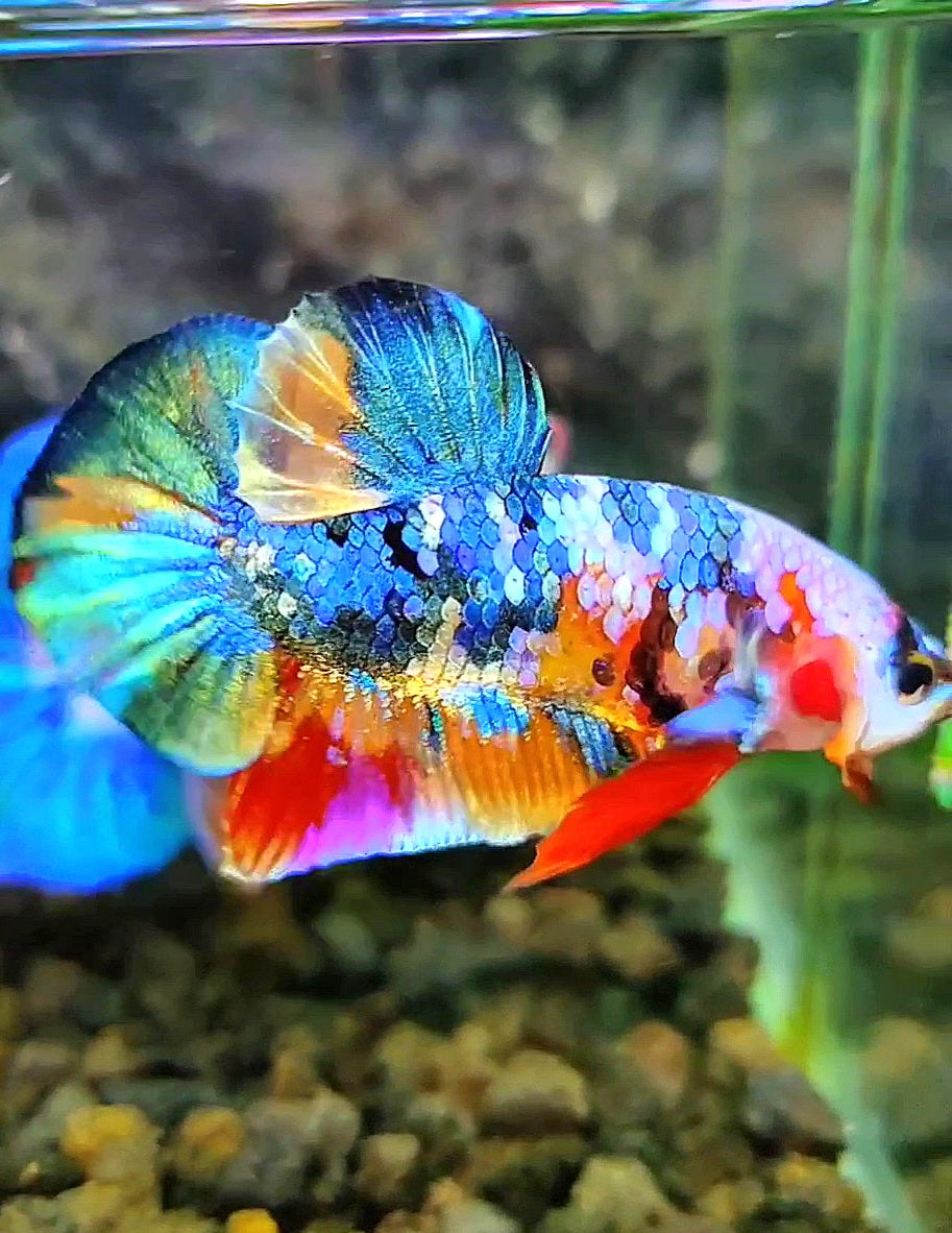 PLAKAT RAINBOW FANCY GALAXY MULTICOLOR BETTA FISH