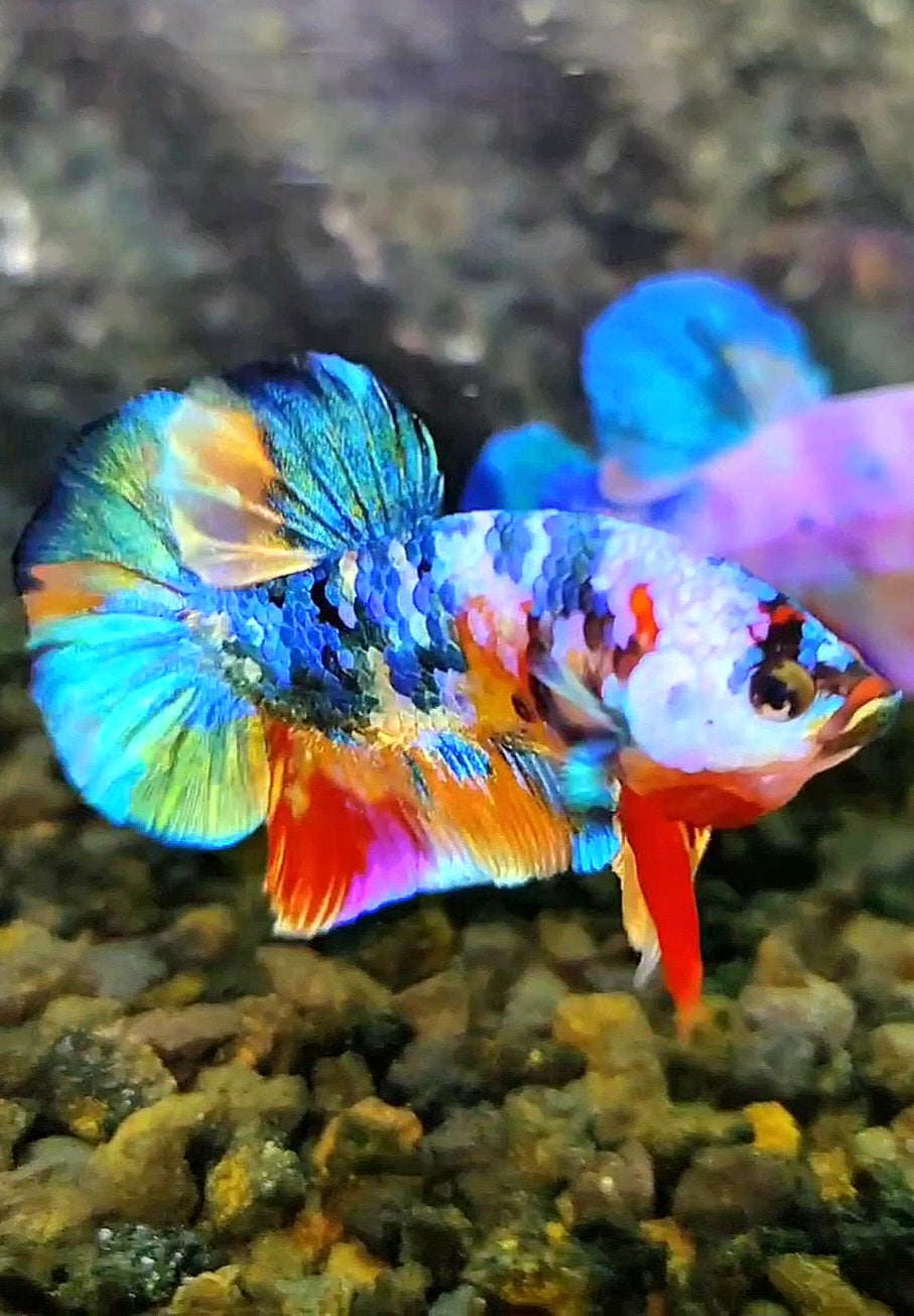 PLAKAT RAINBOW FANCY GALAXY MULTICOLOR BETTA FISH