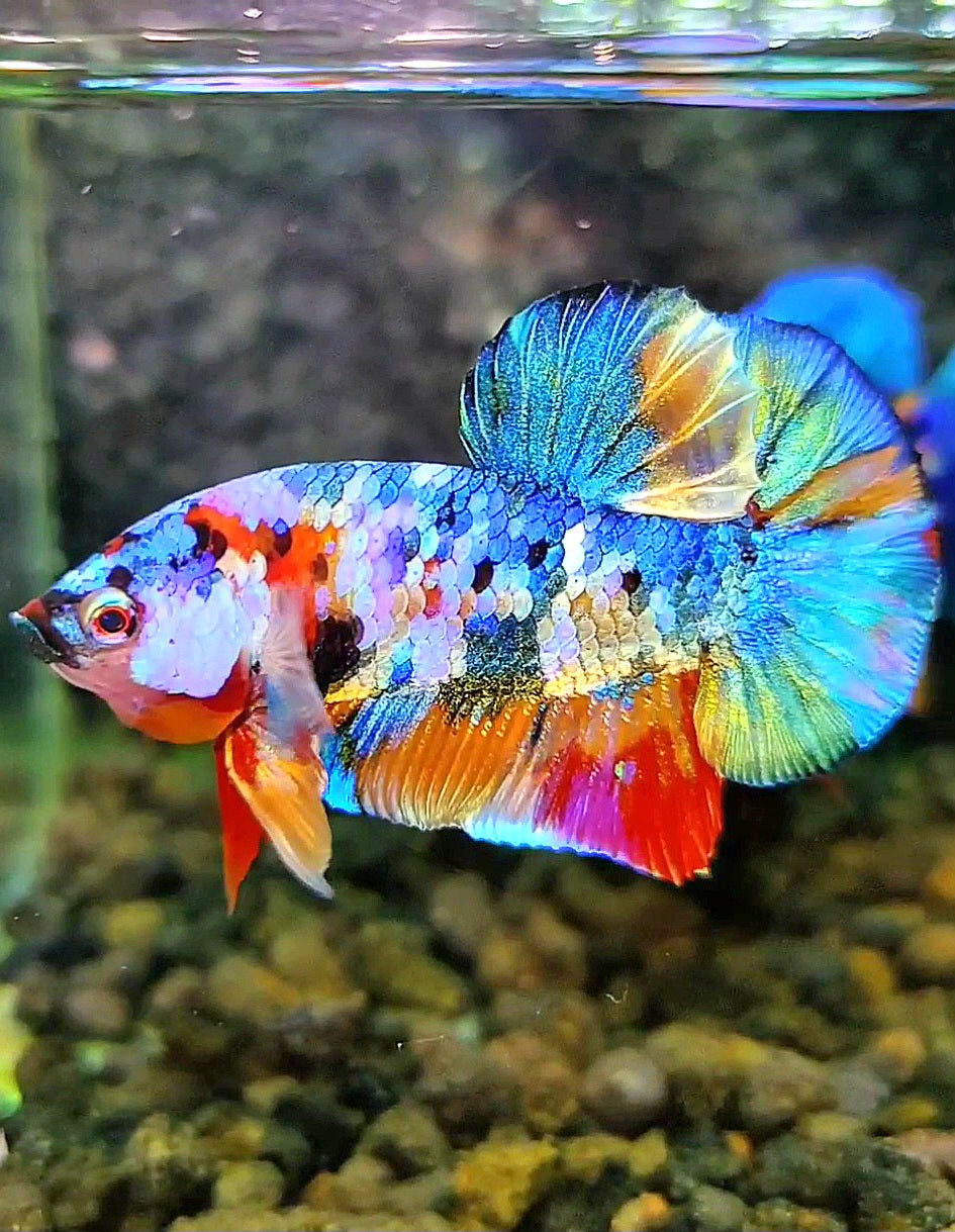 PLAKAT RAINBOW FANCY GALAXY MULTICOLOR BETTA FISH