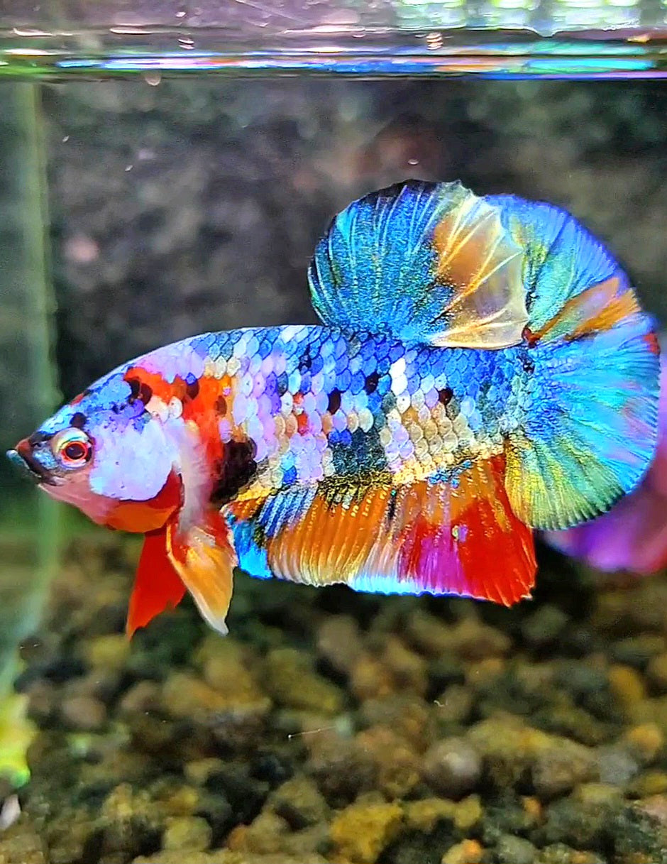 PLAKAT RAINBOW FANCY GALAXY MULTICOLOR BETTA FISH