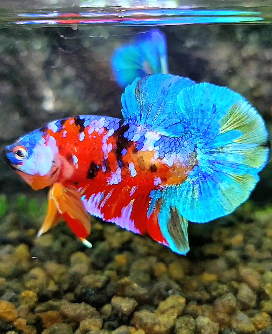 PLAKAT GALAXY MULTICOLOR BETTA FISH