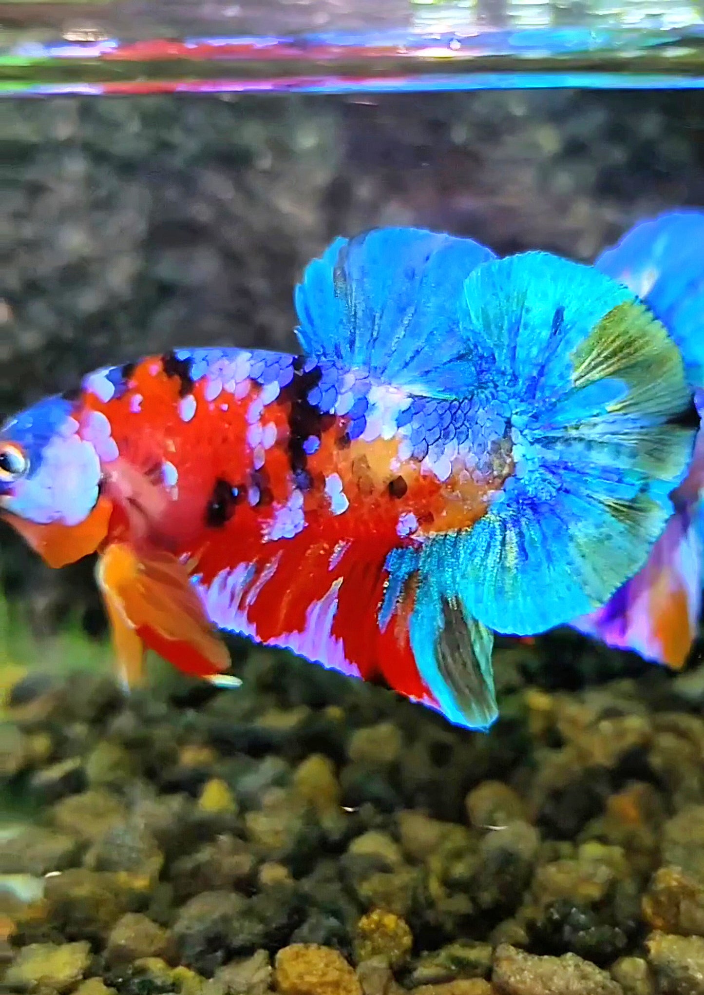PLAKAT GALAXY MULTICOLOR BETTA FISH
