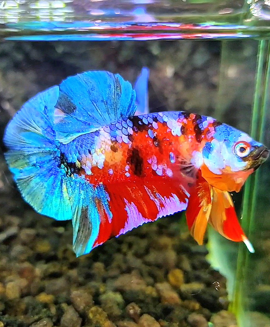 PLAKAT GALAXY MULTICOLOR BETTA FISH