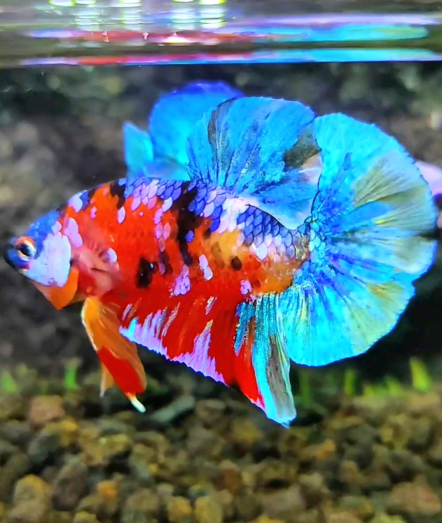 PLAKAT GALAXY MULTICOLOR BETTA FISH