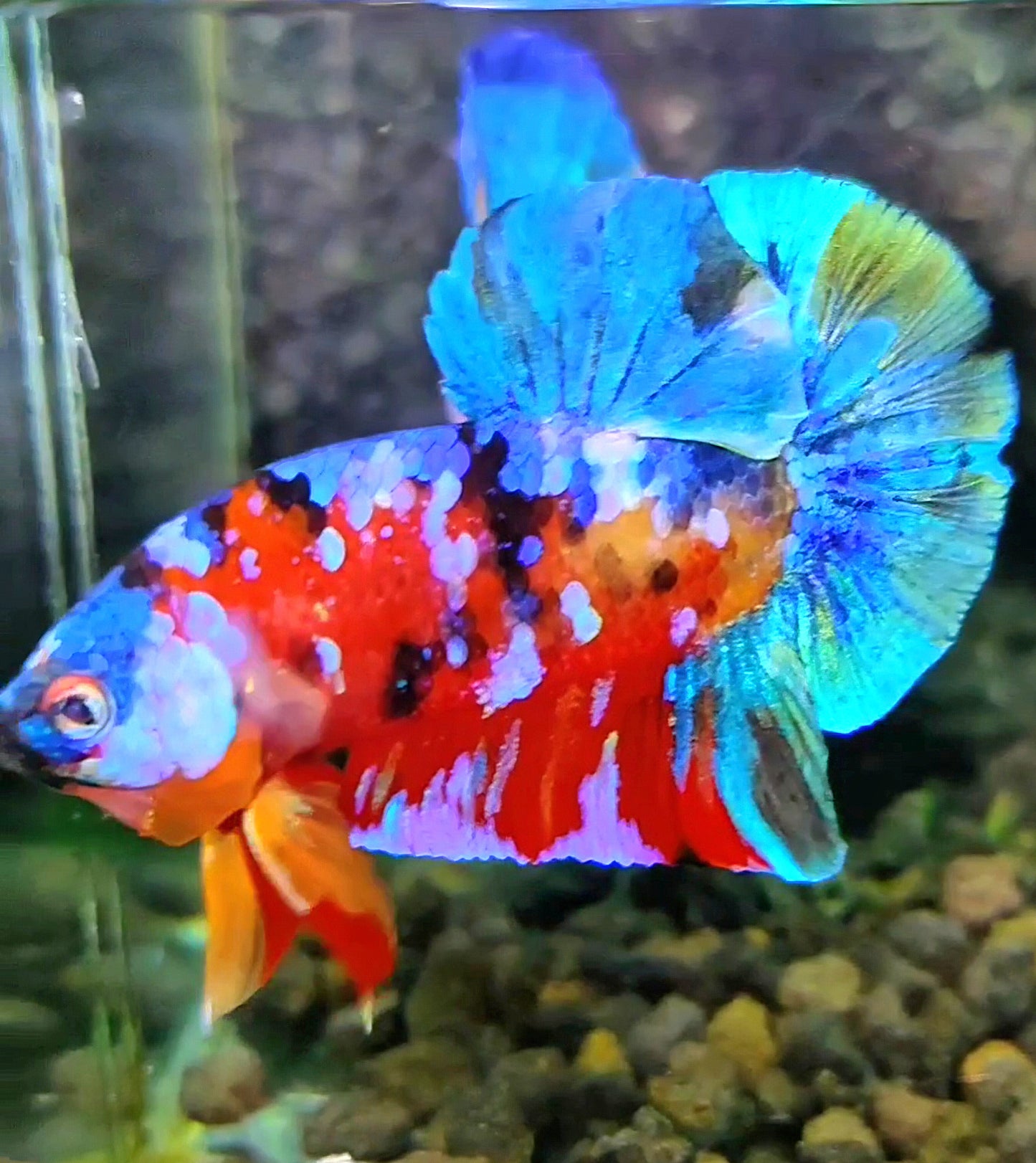 PLAKAT GALAXY MULTICOLOR BETTA FISH