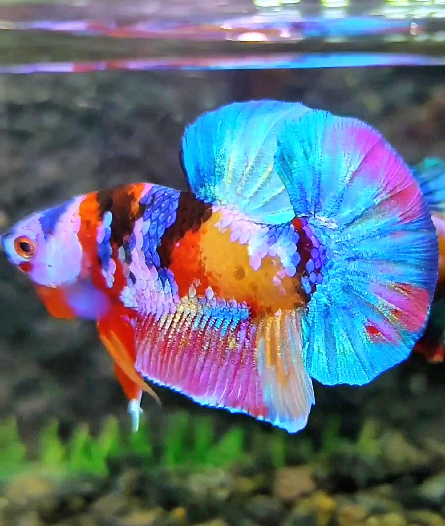 PLAKAT GALAXY MULTICOLOR BETTA FISH