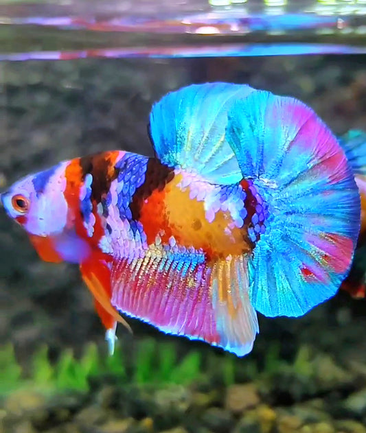 PLAKAT GALAXY MULTICOLOR BETTA FISH