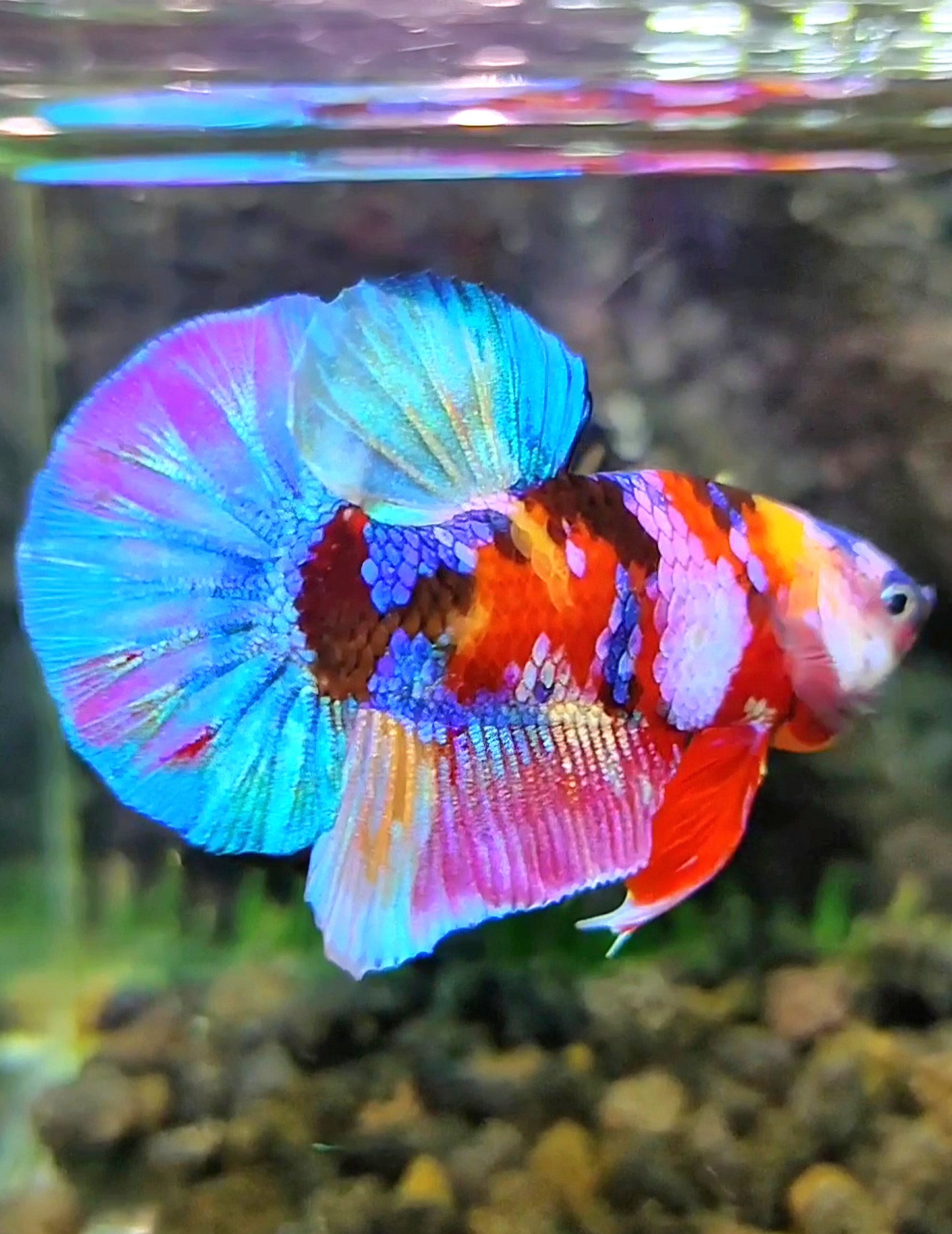 PLAKAT GALAXY MULTICOLOR BETTA FISH