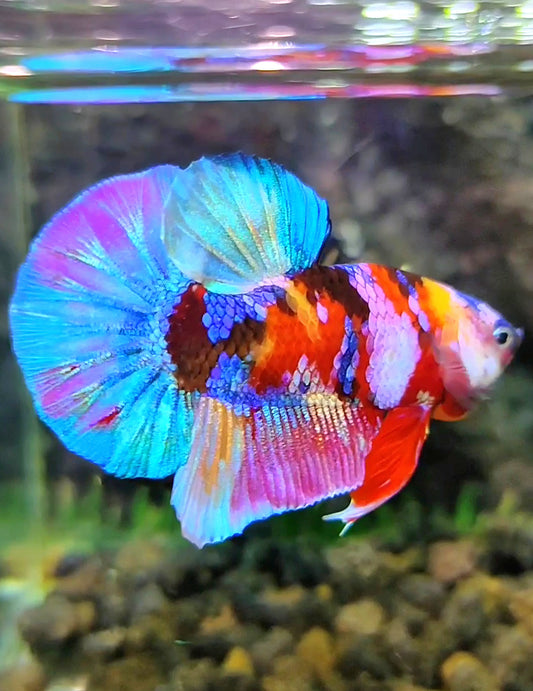 PLAKAT GALAXY MULTICOLOR BETTA FISH