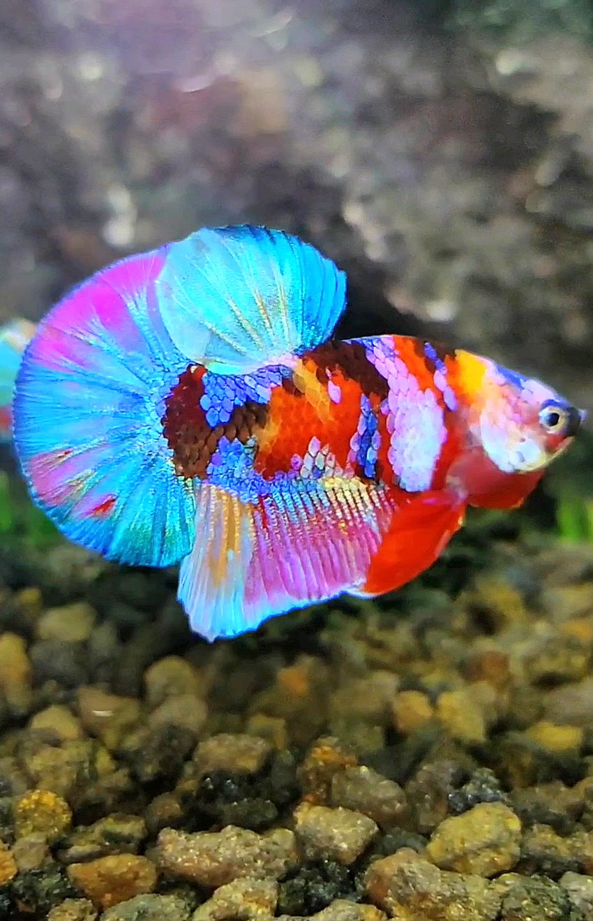 PLAKAT GALAXY MULTICOLOR BETTA FISH