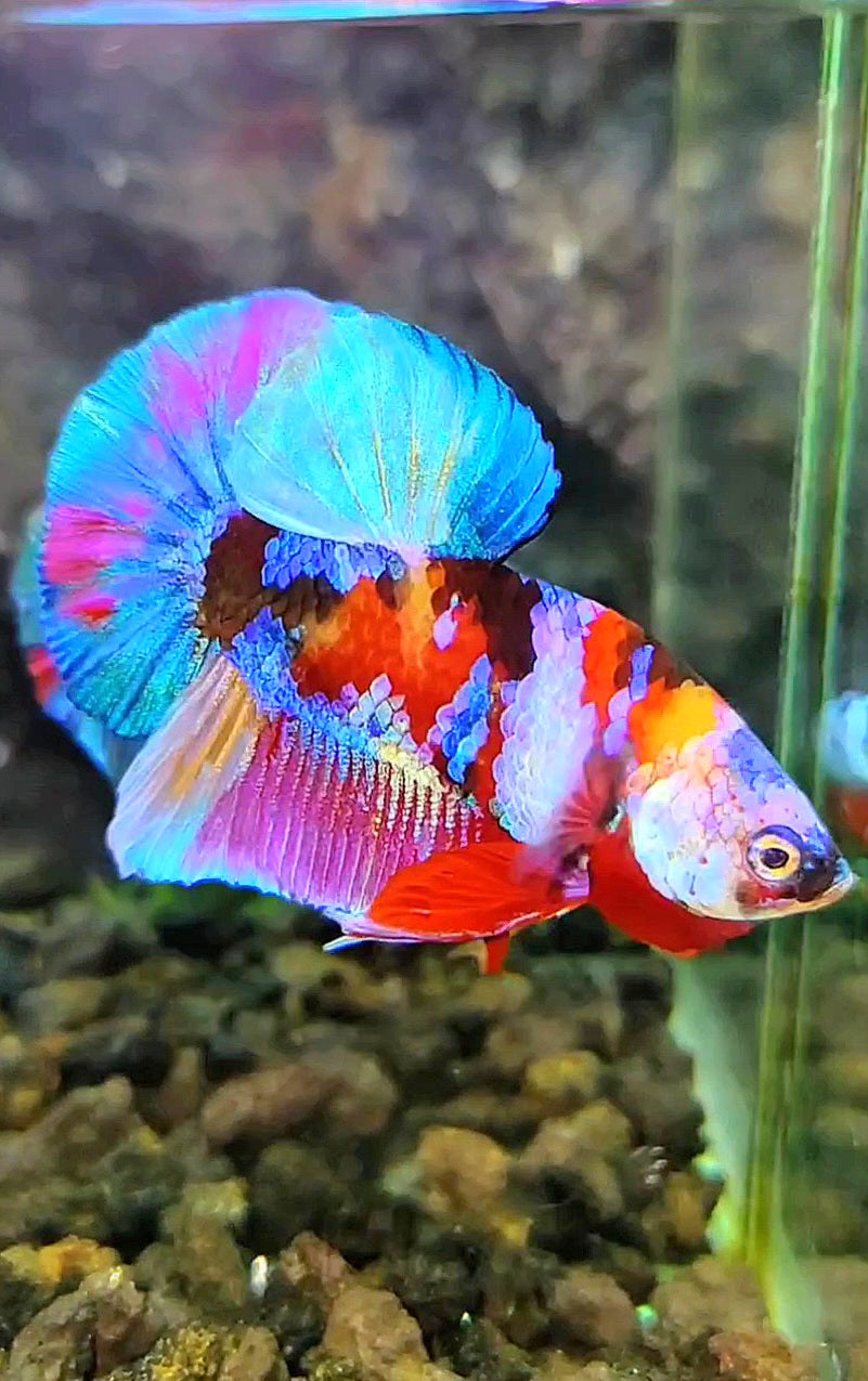PLAKAT GALAXY MULTICOLOR BETTA FISH