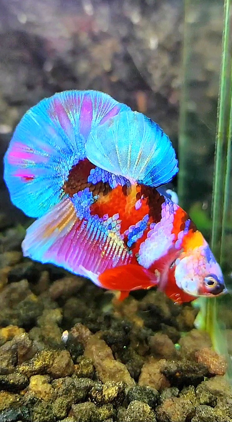 PLAKAT GALAXY MULTICOLOR BETTA FISH