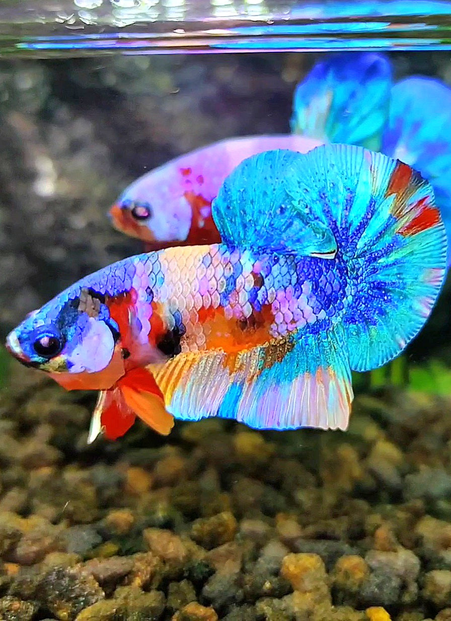 PLAKAT GALAXY MULTICOLOR BETTA FISH