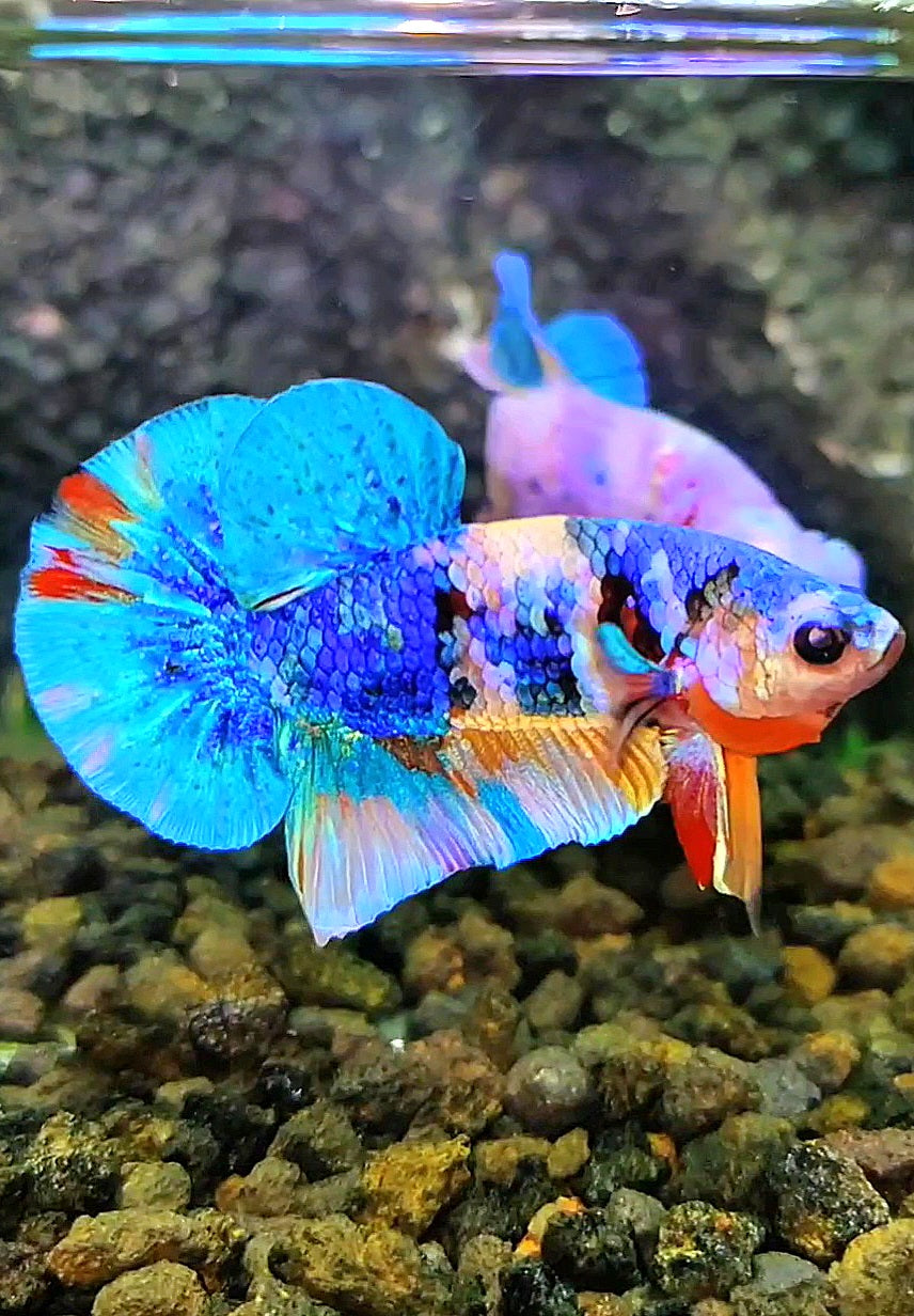 PLAKAT GALAXY MULTICOLOR BETTA FISH