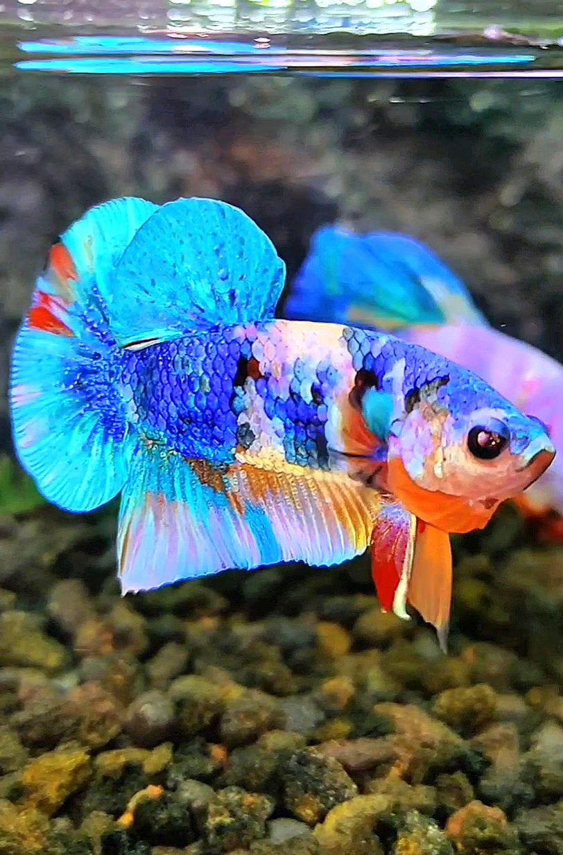 PLAKAT GALAXY MULTICOLOR BETTA FISH