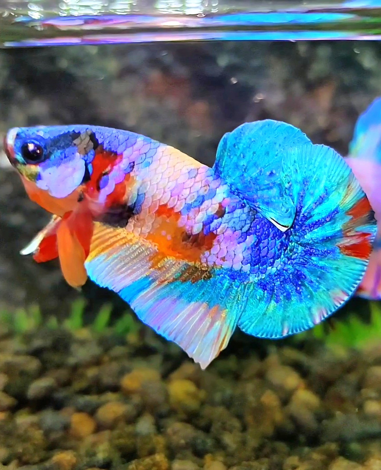 PLAKAT GALAXY MULTICOLOR BETTA FISH
