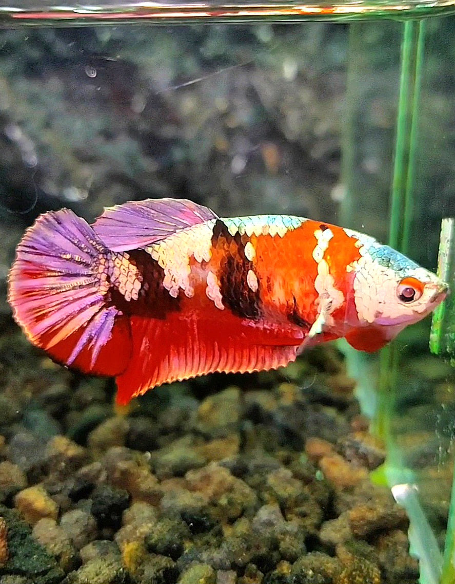 FEMALE PLAKAT RED KOI COPPER GALAXY BETTA FISH