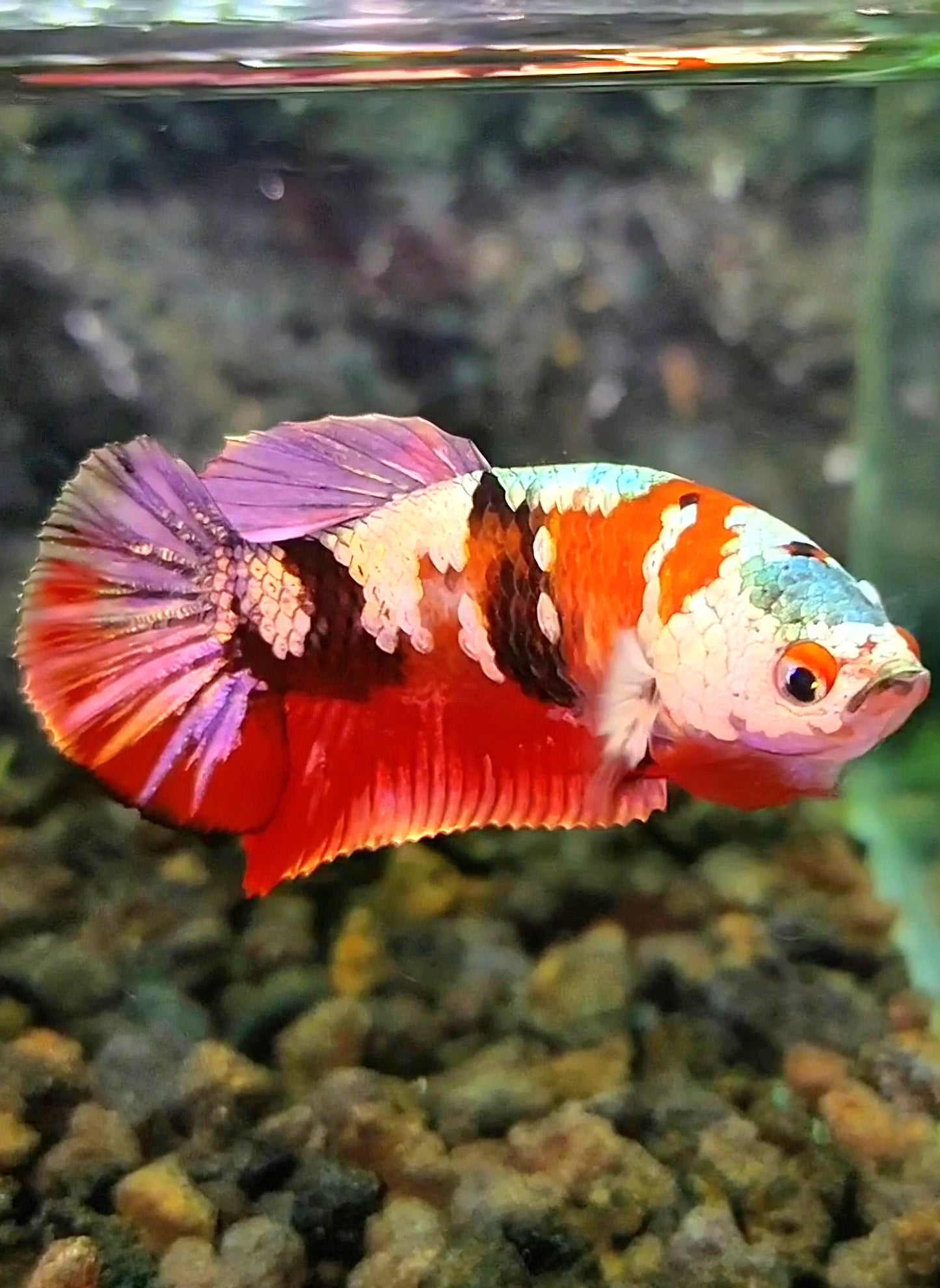 FEMALE PLAKAT RED KOI COPPER GALAXY BETTA FISH