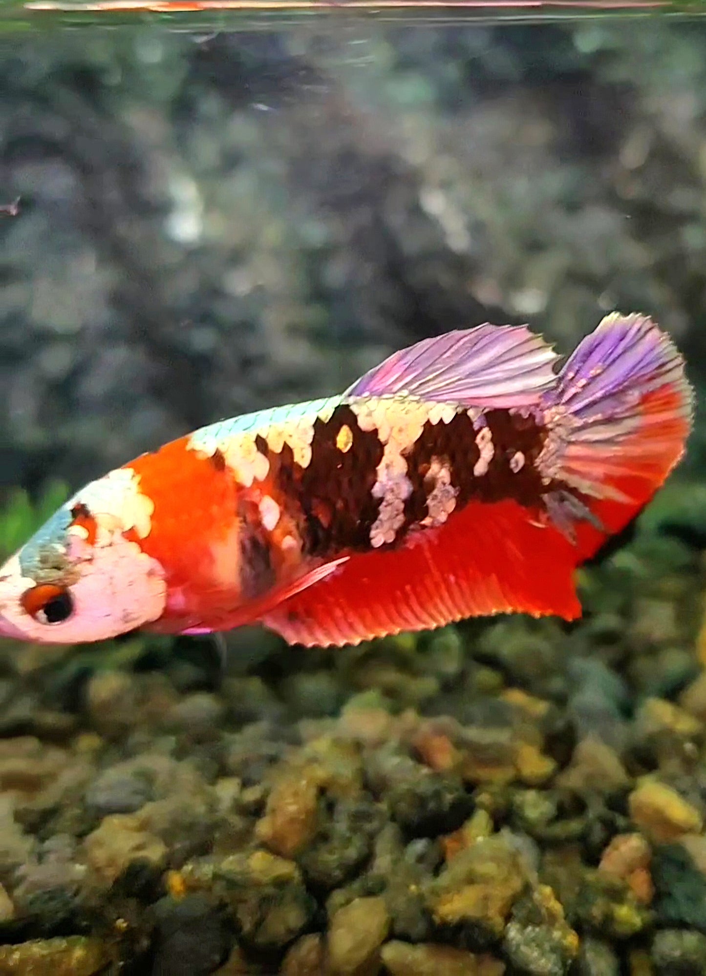 FEMALE PLAKAT RED KOI COPPER GALAXY BETTA FISH