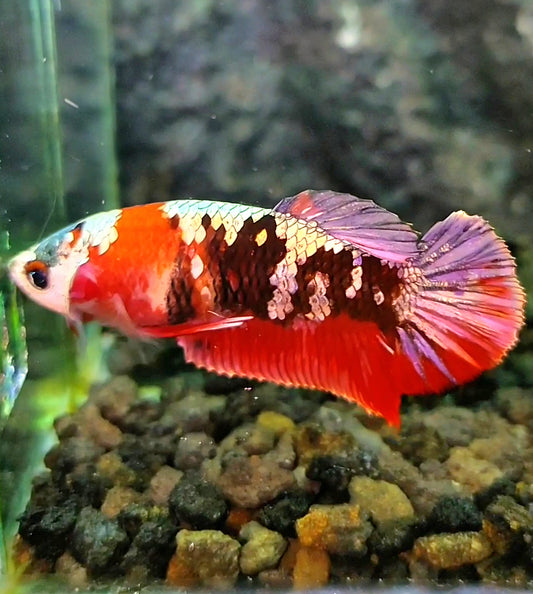 FEMALE PLAKAT RED KOI COPPER GALAXY BETTA FISH