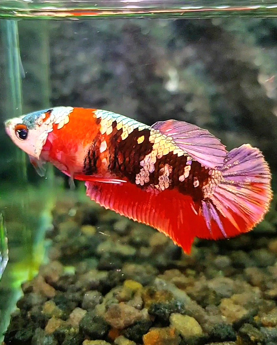 FEMALE PLAKAT RED KOI COPPER GALAXY BETTA FISH