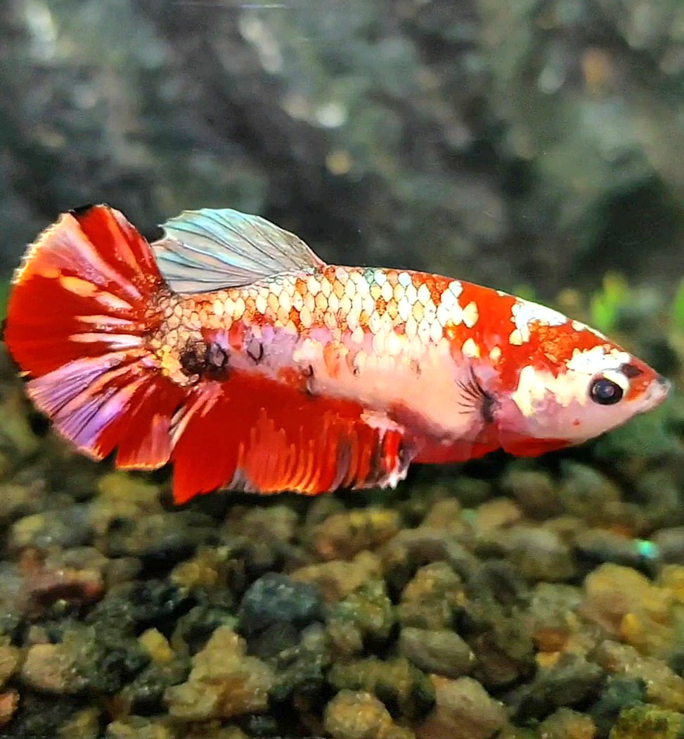 FEMALE PLAKAT RED KOI COPPER GALAXY MULTICOLOR BETTA FISH