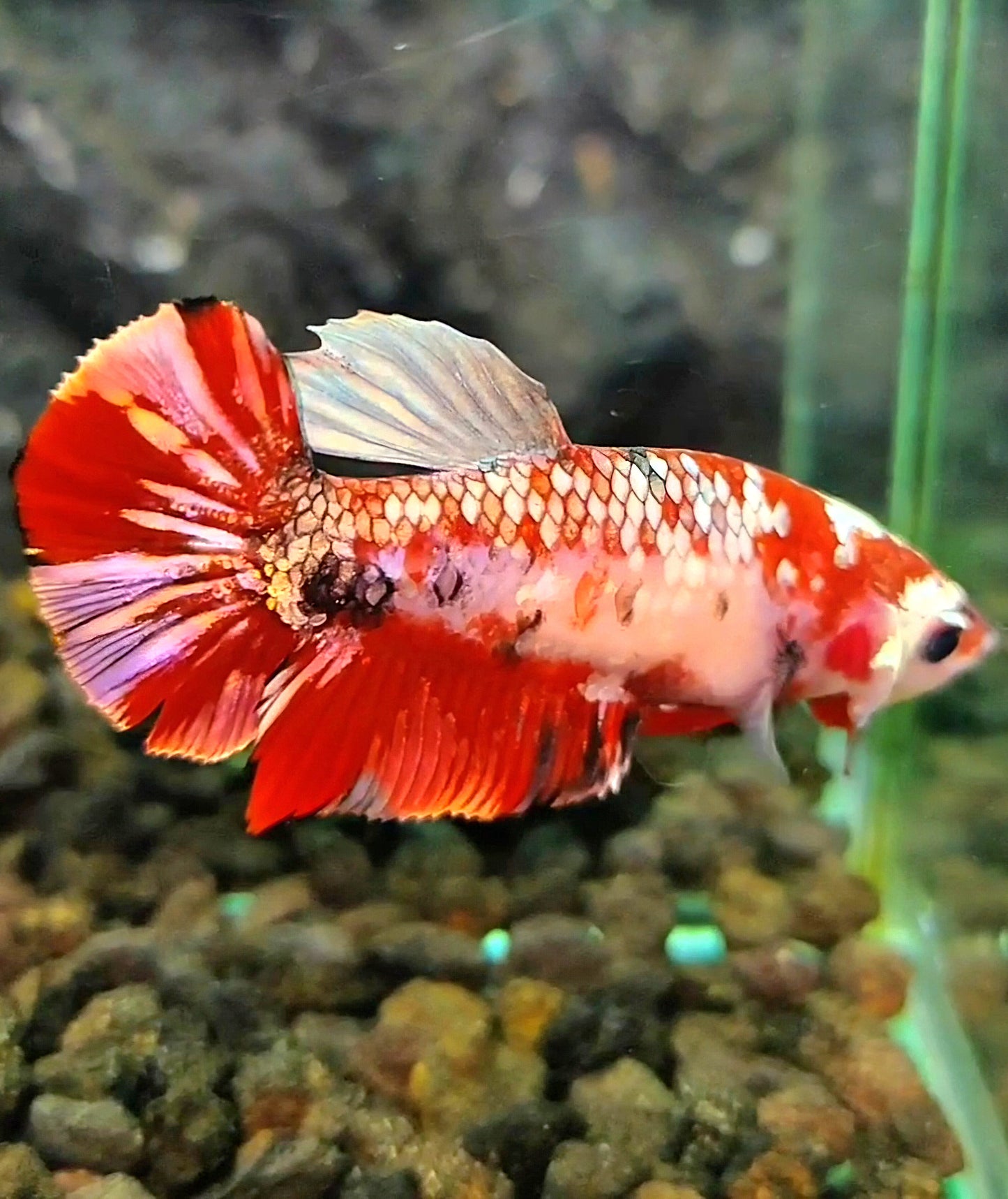 FEMALE PLAKAT RED KOI COPPER GALAXY MULTICOLOR BETTA FISH