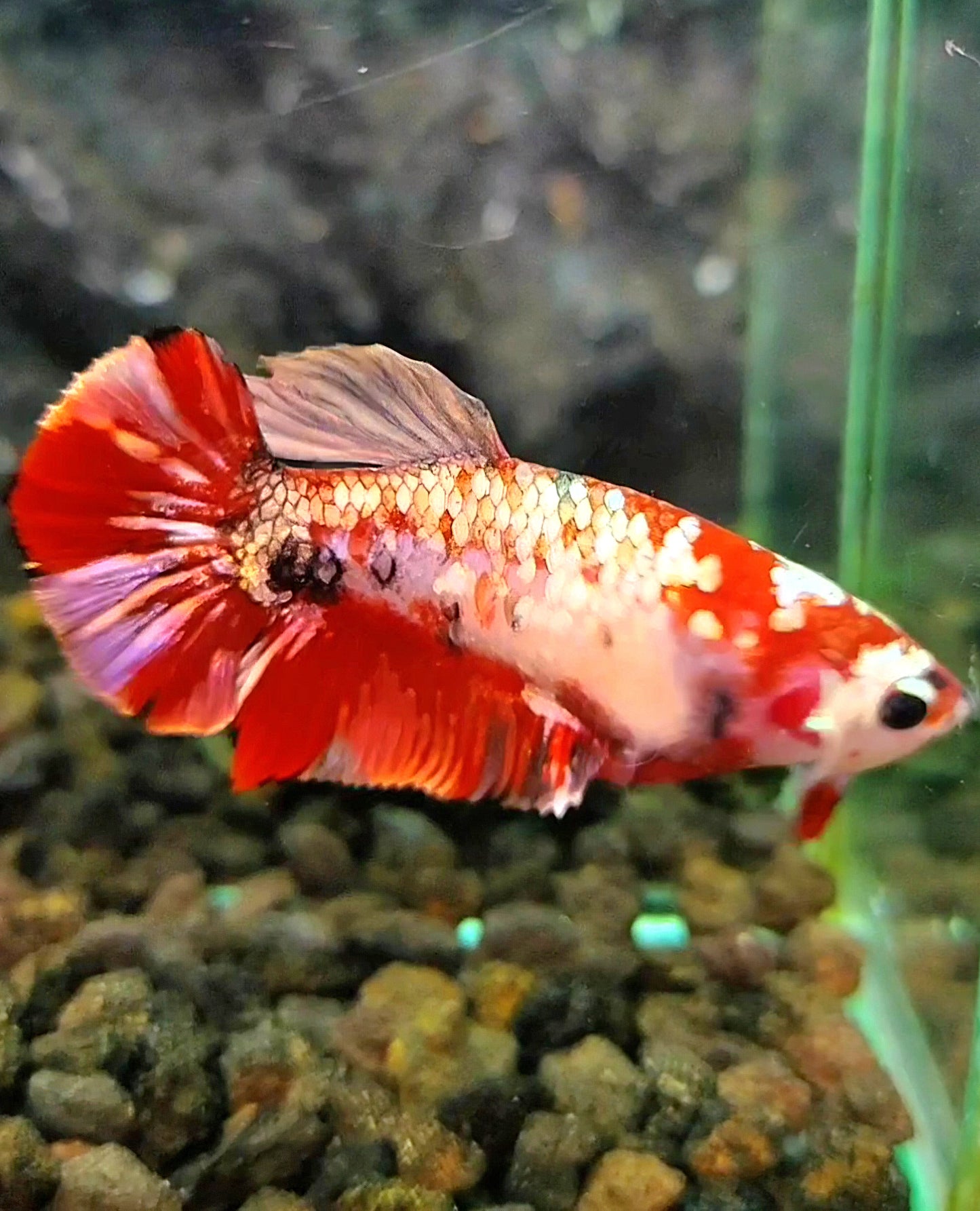 FEMALE PLAKAT RED KOI COPPER GALAXY MULTICOLOR BETTA FISH