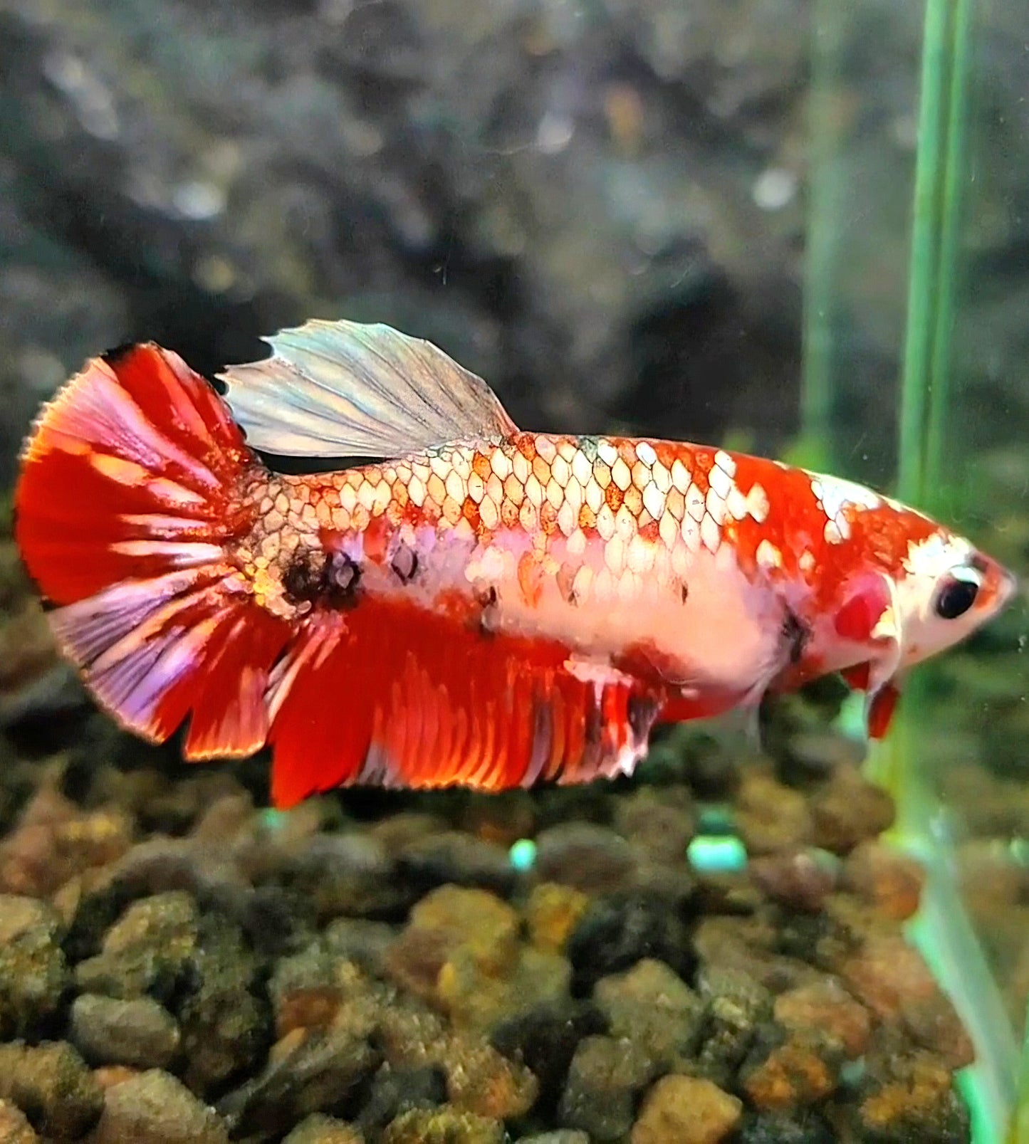 FEMALE PLAKAT RED KOI COPPER GALAXY MULTICOLOR BETTA FISH