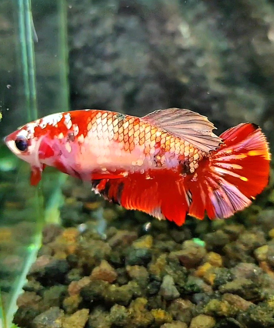 FEMALE PLAKAT RED KOI COPPER GALAXY MULTICOLOR BETTA FISH