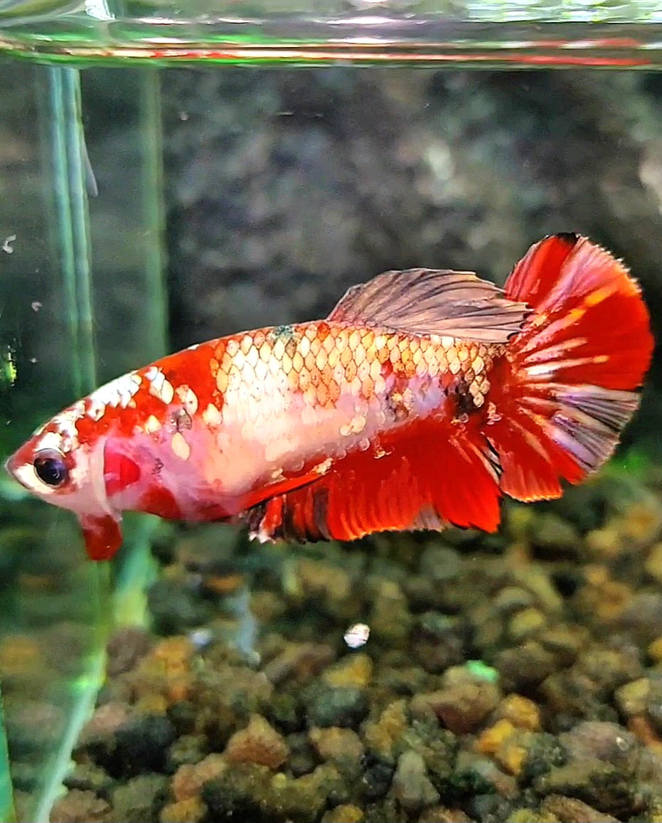 FEMALE PLAKAT RED KOI COPPER GALAXY MULTICOLOR BETTA FISH