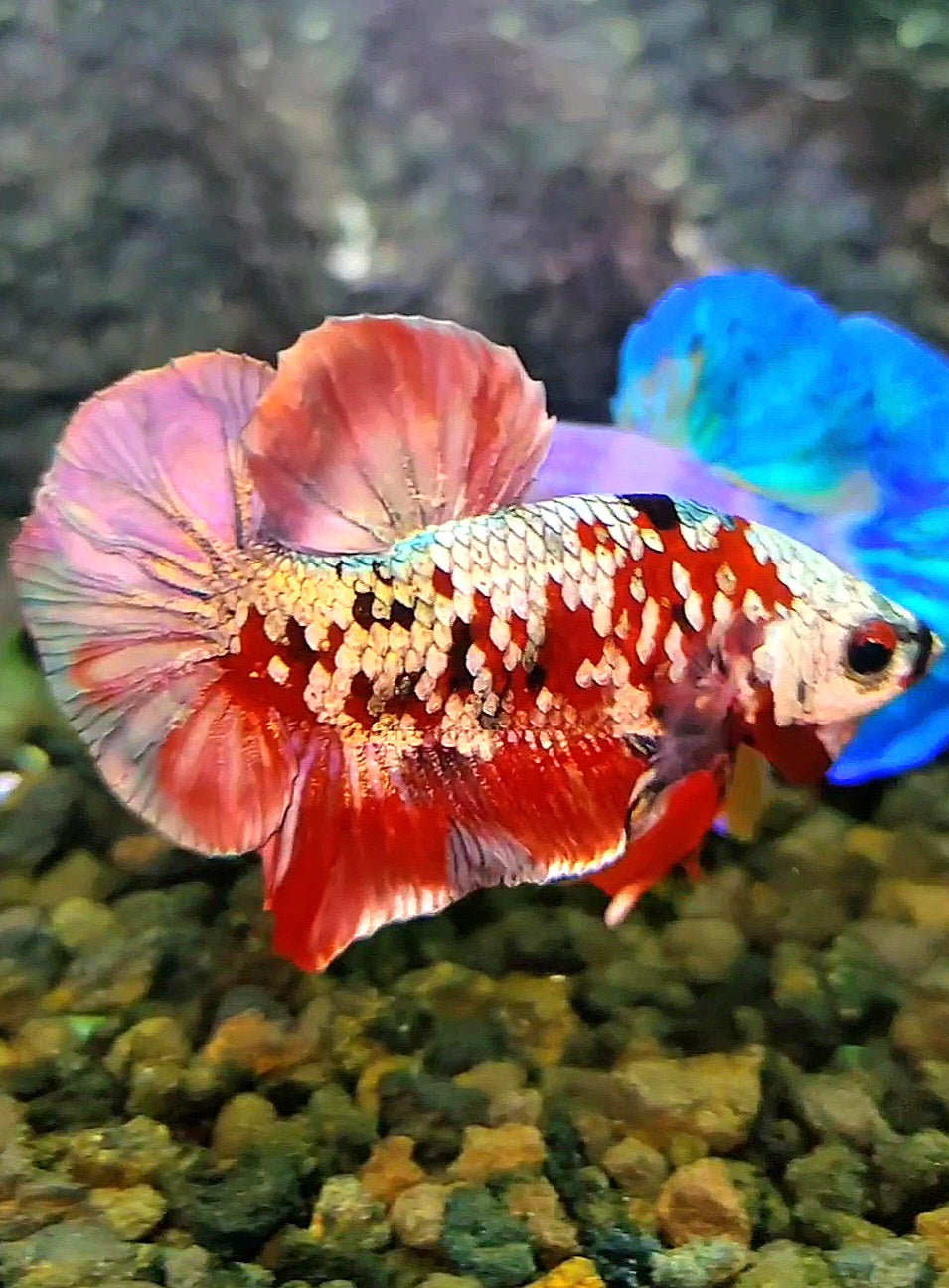 PLAKAT MASKING RED KOI GALAXY COPPER BETTA FISH