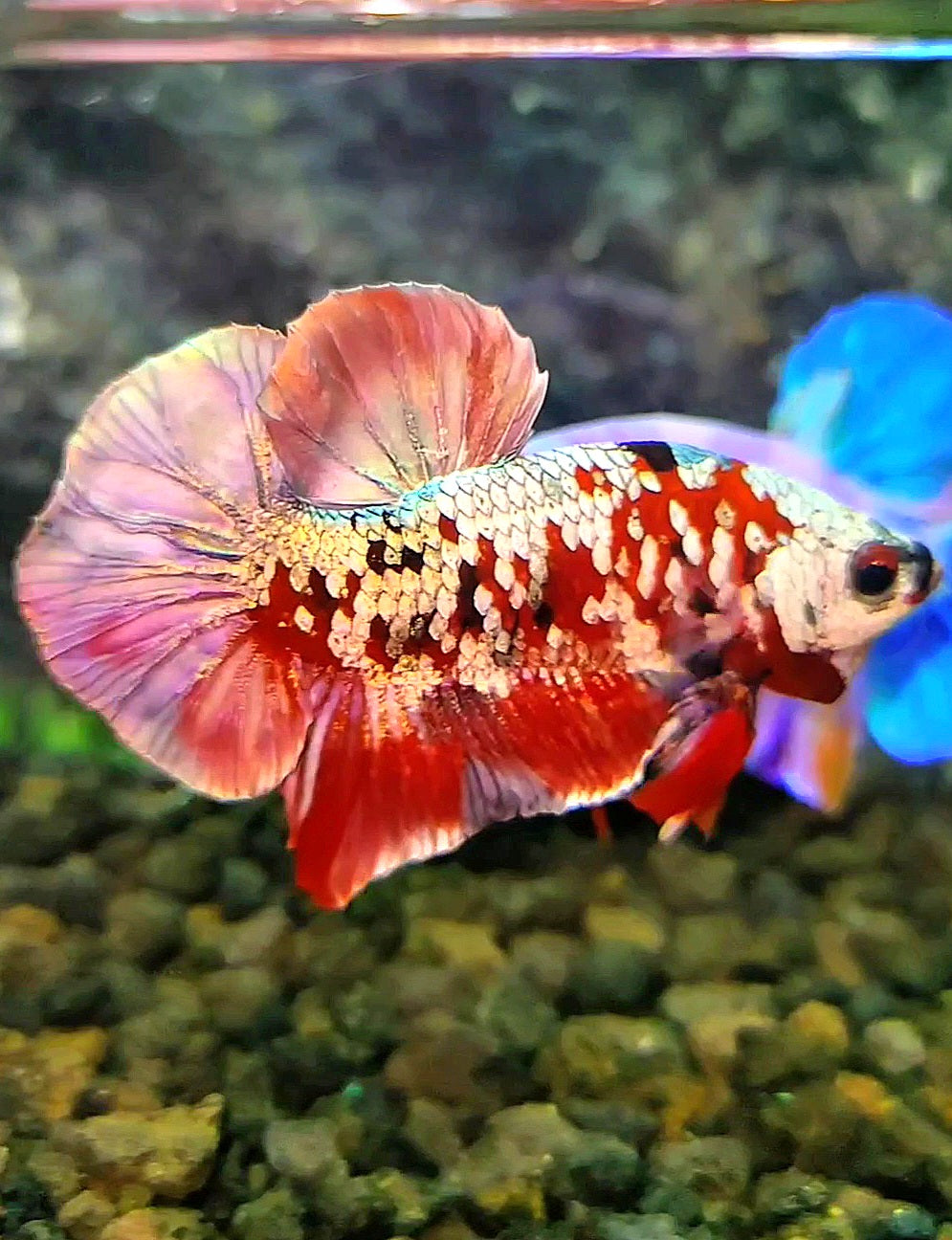 PLAKAT MASKING RED KOI GALAXY COPPER BETTA FISH