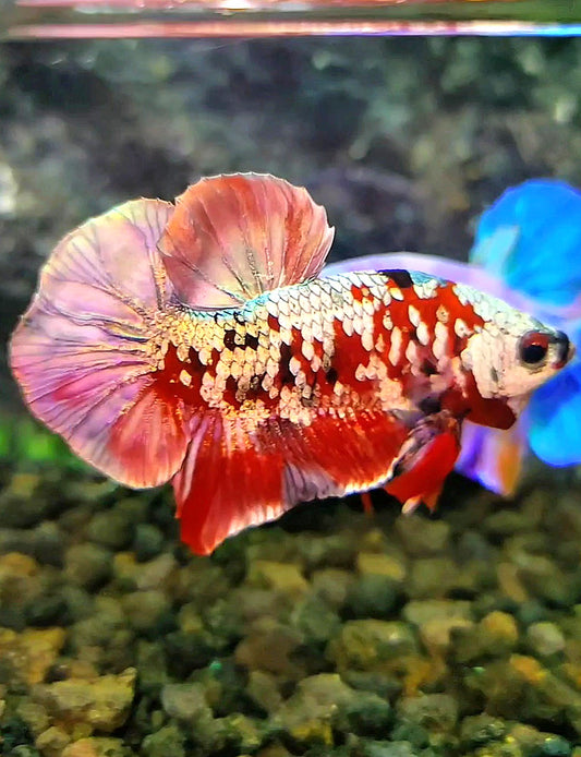 PLAKAT MASKING RED KOI GALAXY COPPER BETTA FISH