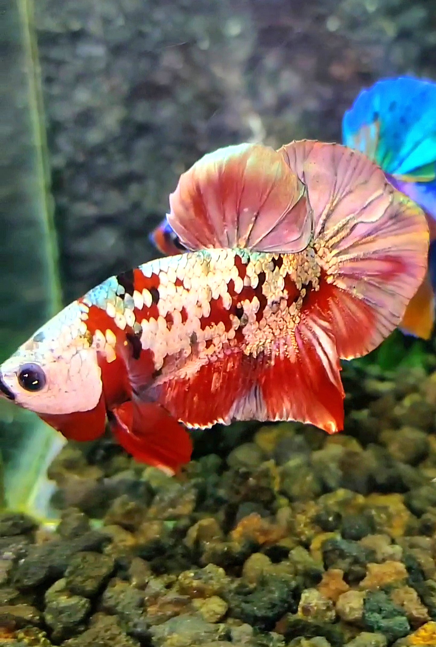 PLAKAT MASKING RED KOI GALAXY COPPER BETTA FISH