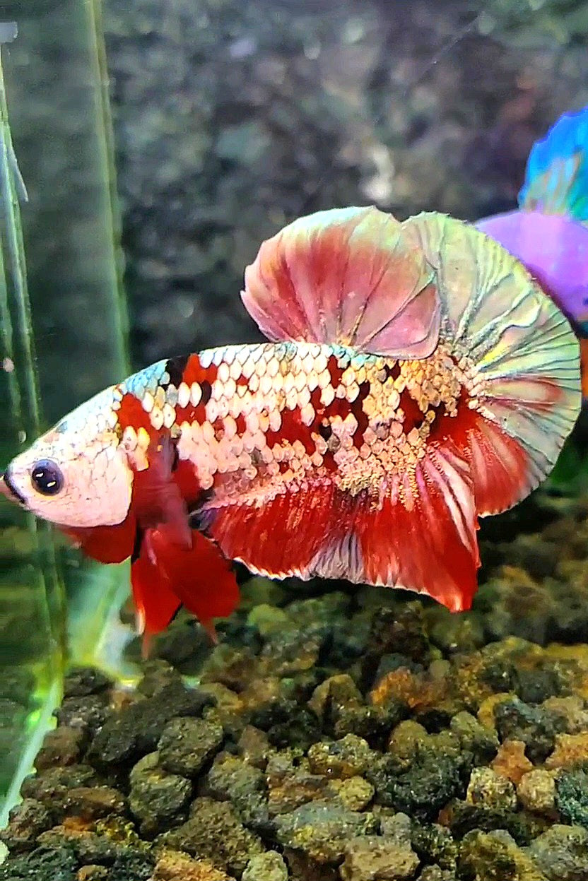 PLAKAT MASKING RED KOI GALAXY COPPER BETTA FISH