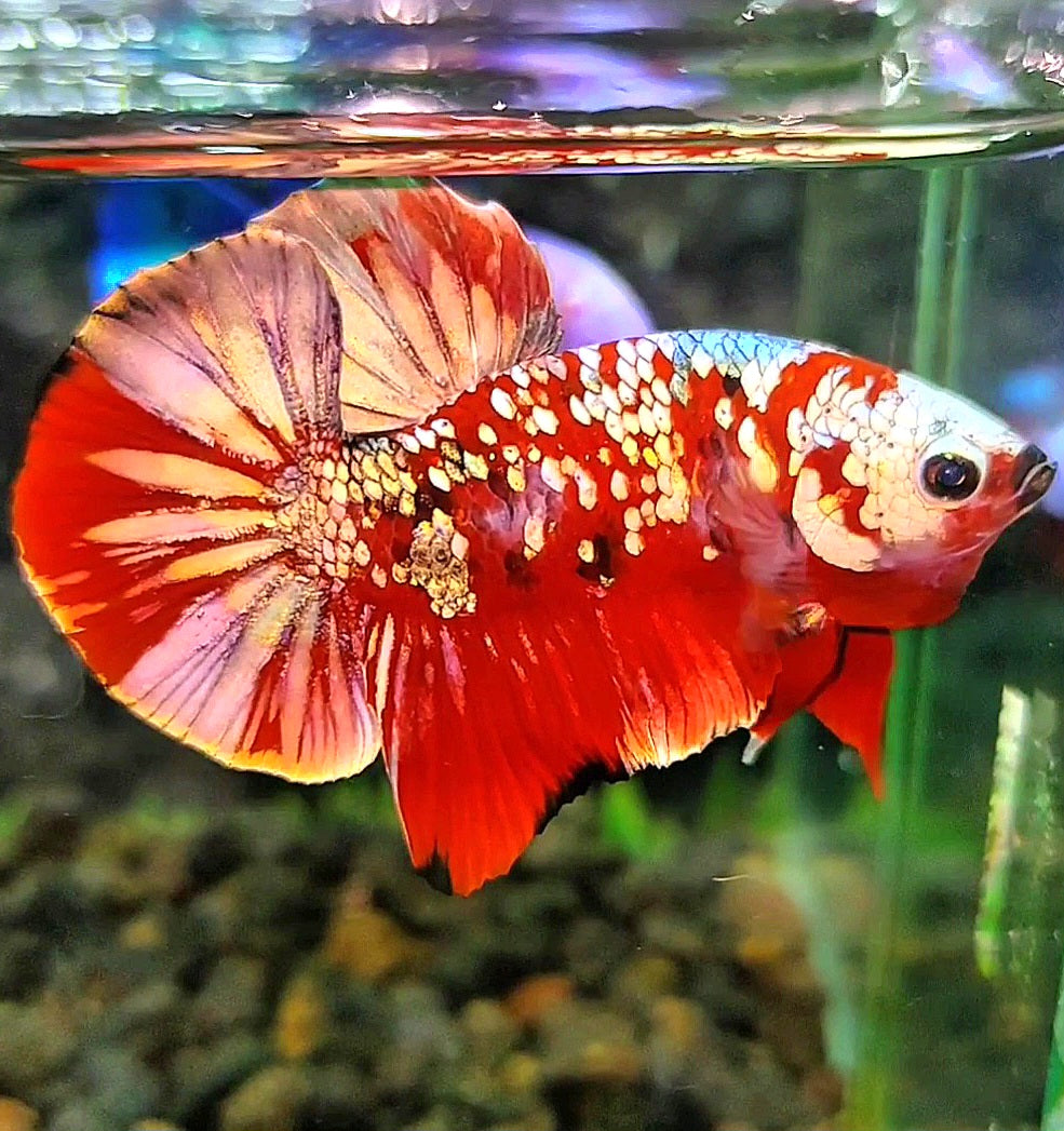 PLAKAT RED KOI GALAXY COPPER GOLD BETTA FISH
