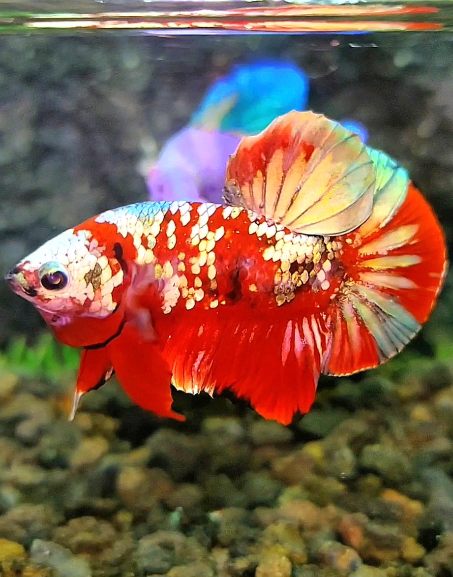 PLAKAT RED KOI GALAXY COPPER GOLD BETTA FISH