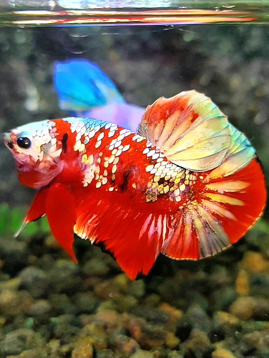 PLAKAT RED KOI GALAXY COPPER GOLD BETTA FISH