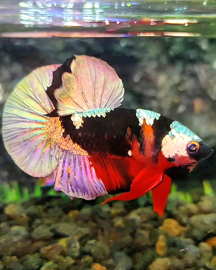 PLAKAT RED KOI COPPER PATTERN MULTICOLOR BETTA FISH