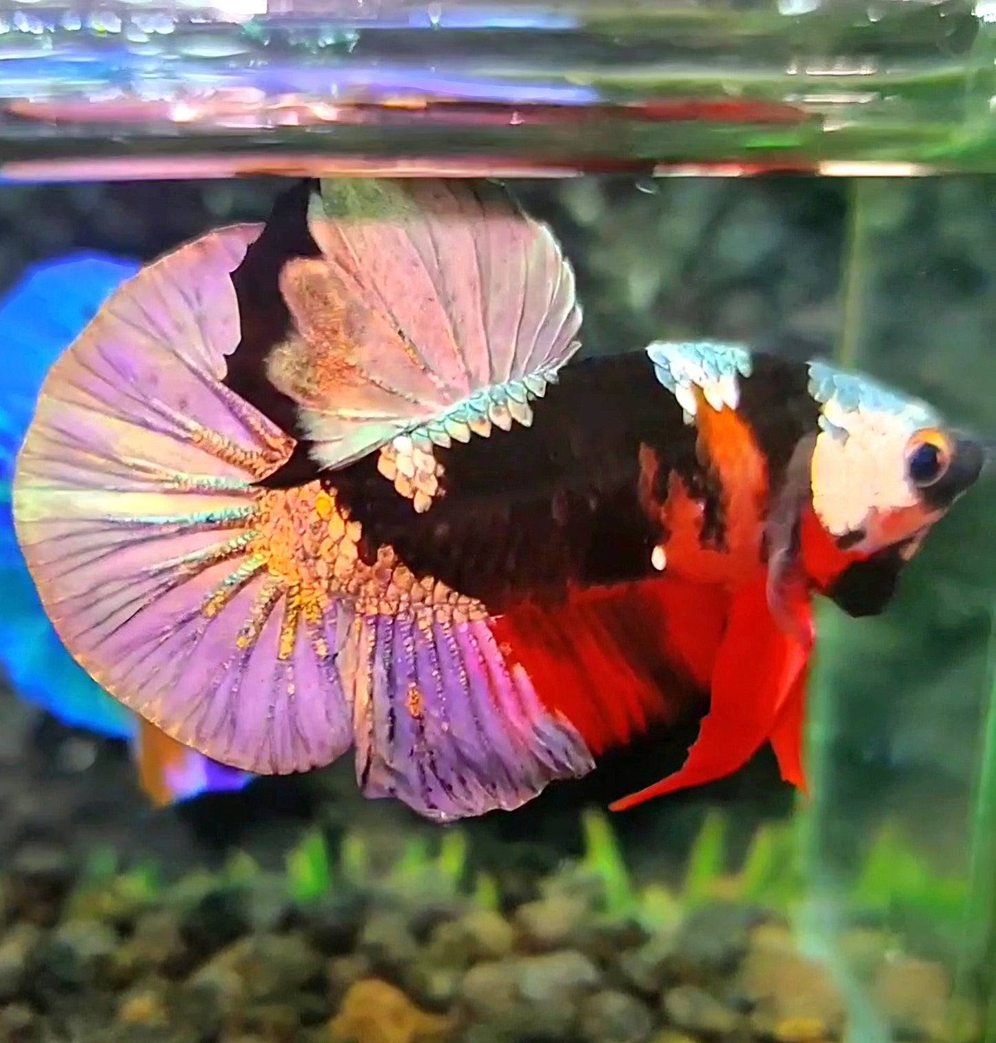 PLAKAT RED KOI COPPER PATTERN MULTICOLOR BETTA FISH