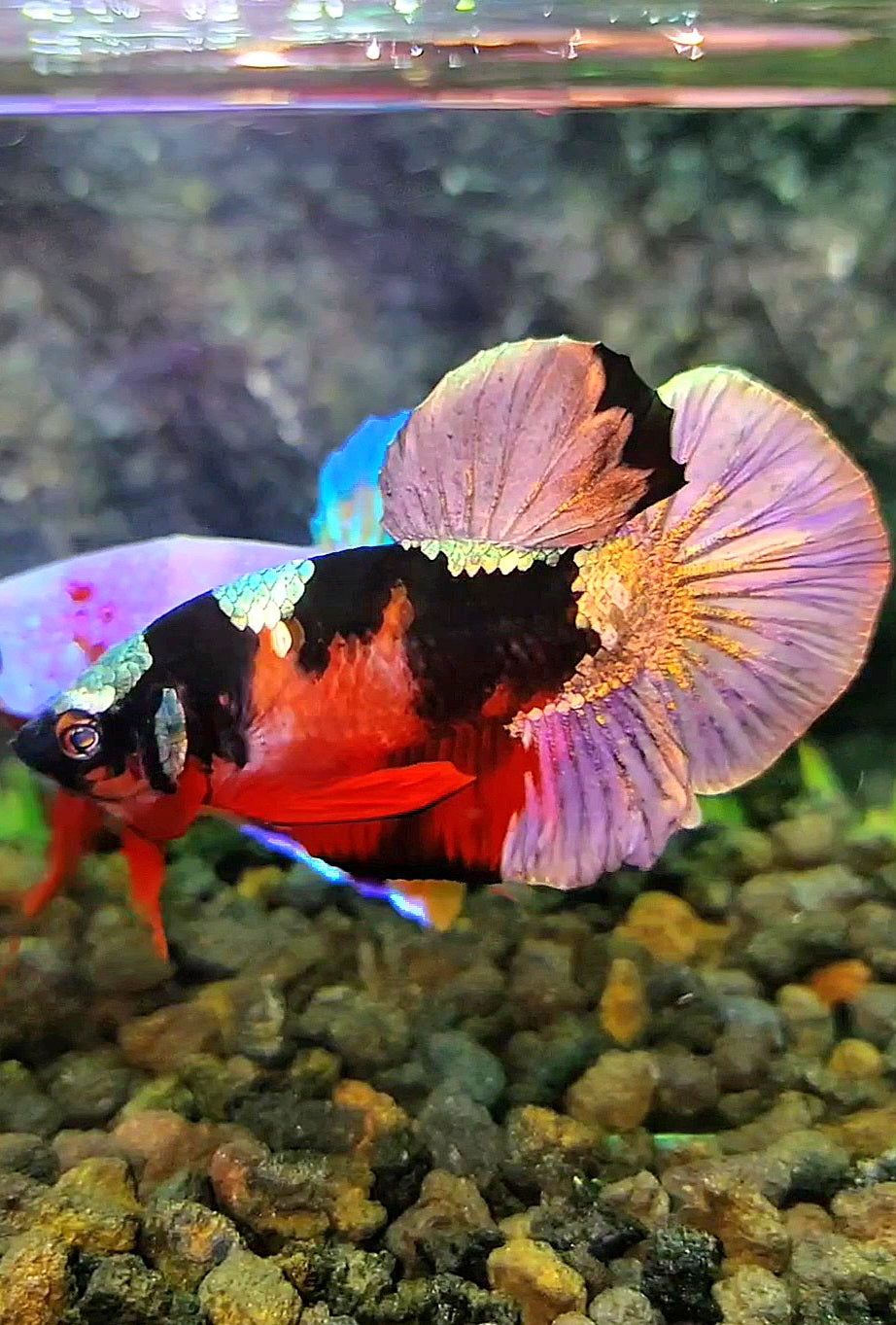 PLAKAT RED KOI COPPER PATTERN MULTICOLOR BETTA FISH