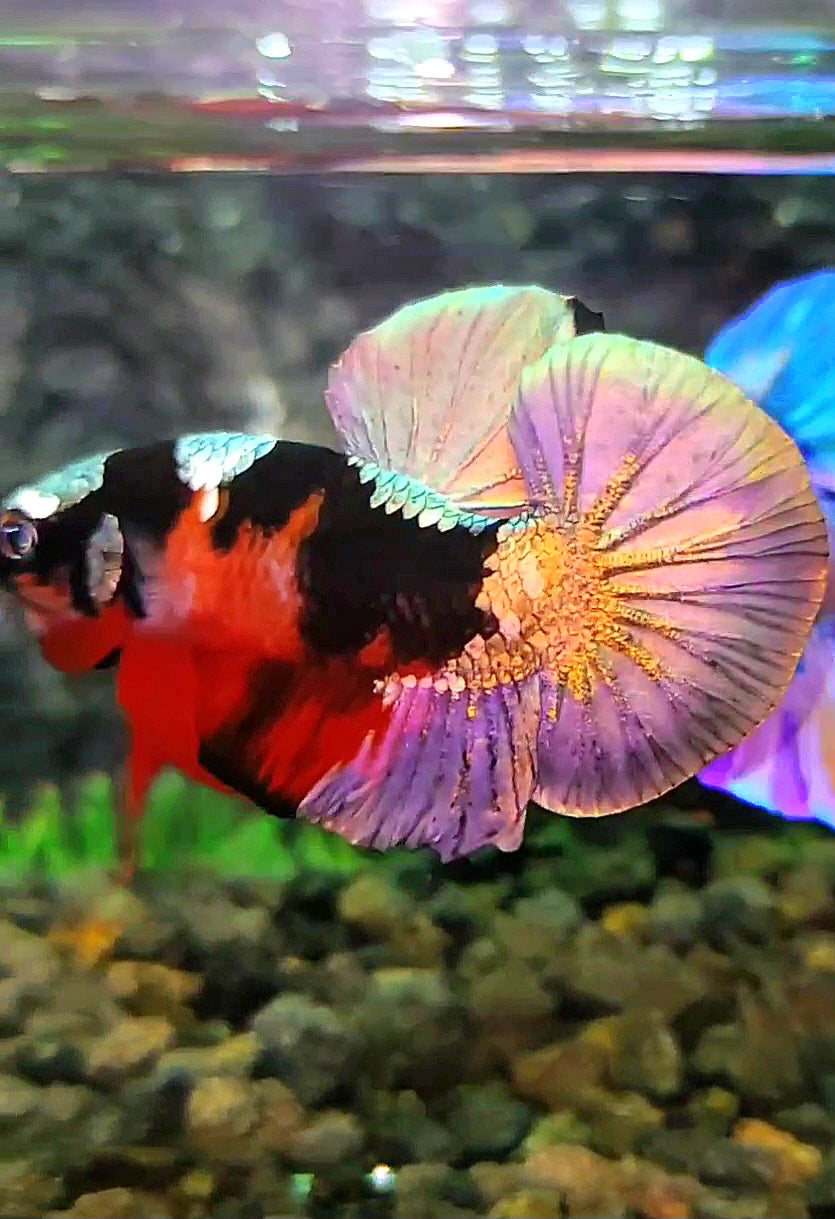PLAKAT RED KOI COPPER PATTERN MULTICOLOR BETTA FISH